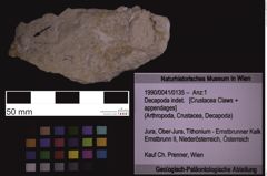 Foto (Objekt + Etiketten) von Decapoda indet. (NHMW-GEO-1990-0041-0135)